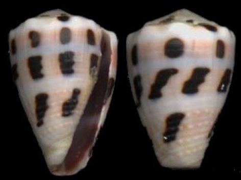  p>斑芋螺(学名:virroconus ebraeus)贝壳厚实短胖.具有外壳和水管沟.