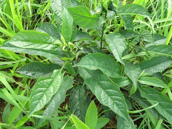 菘蓝(学名:isatis indigotica fortune)是十字花科,菘蓝属