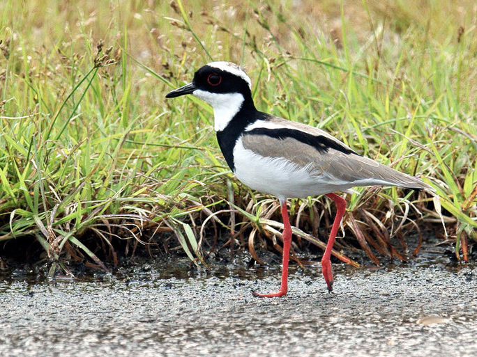  p>斑麦鸡(学名:vanellus cayanus)属于中型 a target="_blank" href=