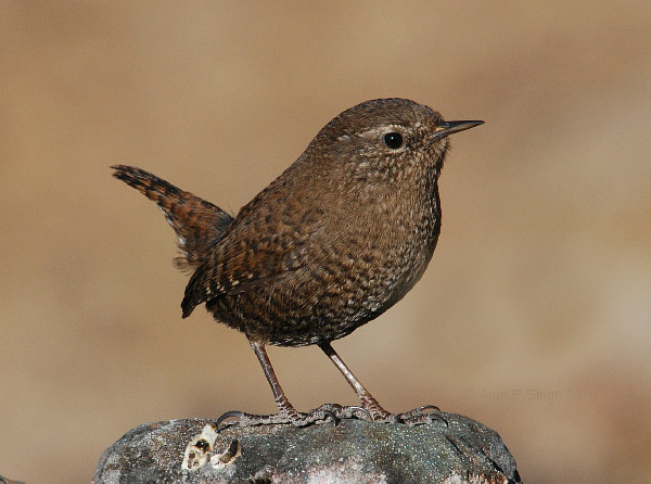  p>冬鹪鹩(学名: i>troglodytes troglodytes /i>):是一种小型 a