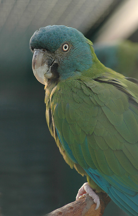 couloni /i>)是小型 a target="_blank" href="/item/金刚鹦鹉/110338