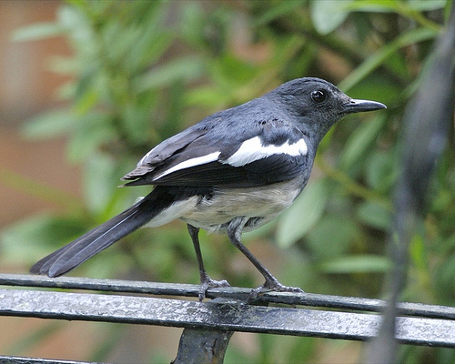  p>鹊鸲(学名: i>copsychus saularis /i>):为雀形目,鹟科,鹊鸲属的
