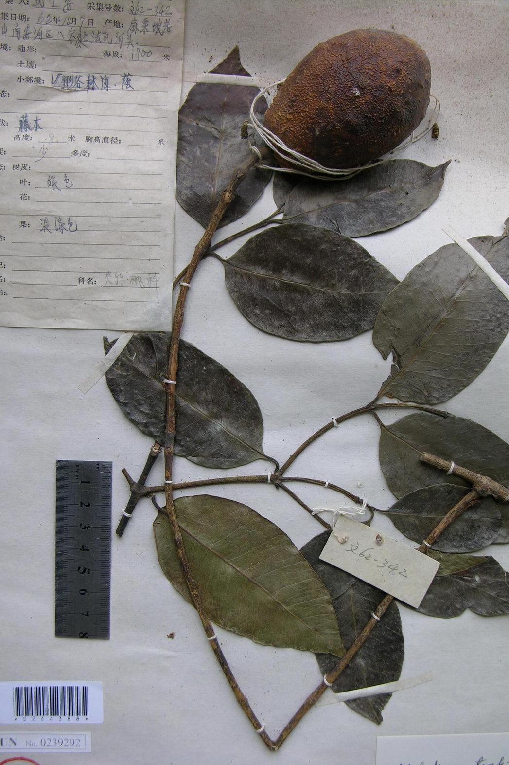  p>台湾山橙为 a target="_blank" href="/item/夹竹桃科/5481885"