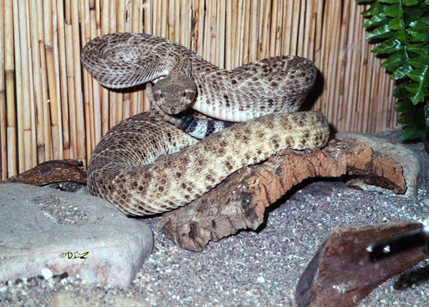  p>西部菱斑响尾蛇(学名: i>crotalus atrox /i>):平均体长91-122厘米