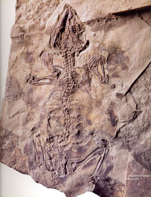  p>五尖张和兽是一种生活在 a target="_blank" href="/item/白垩纪