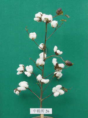 中棉所26