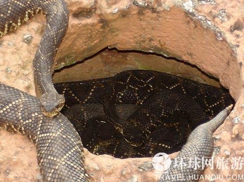 lemmaid="970042">巴西人 /a>最害怕的是一种俗称"雅拉拉卡"的毒蛇