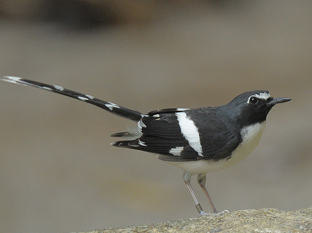  p>灰背燕尾(学名: i>enicurus schistaceus /i>)是一种黑白色 a href