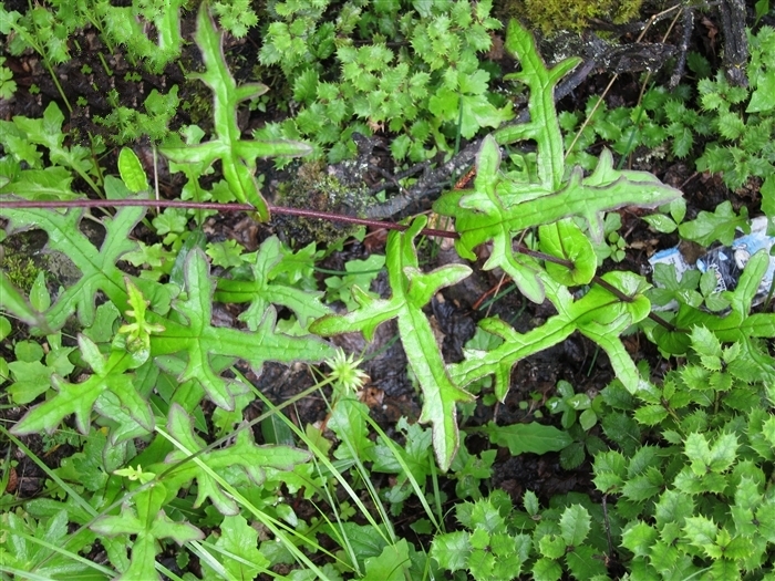 多年生草本,根状茎粗壮.茎单,直立.