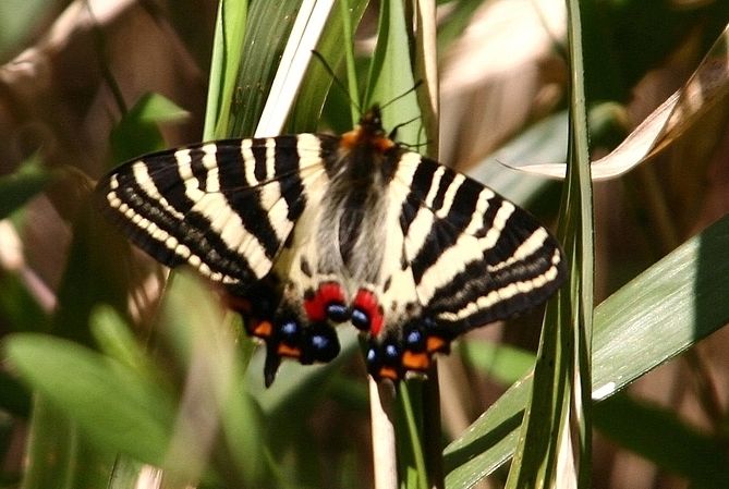  p>日本虎凤蝶(学名: i>luehdorfia japonica /i>)是虎凤蝶属的 a