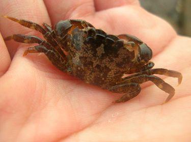  p>平背蜞(学名: i>gaetice depressus /i>)为方蟹科蜞属的动物.