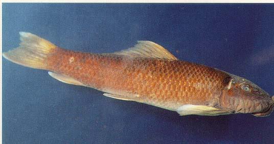  p>双孔鱼是 a target="_blank" href="/item/云南/206207" data