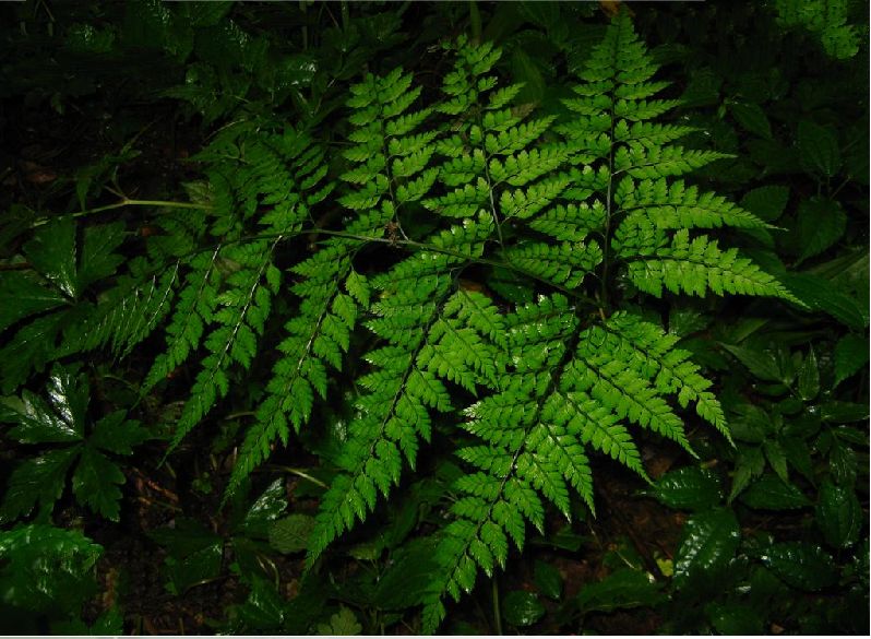  p>华西复叶耳蕨(学名: i>arachniodes simulans /i> (ching) ching )