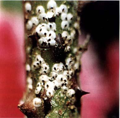 为 a href="#" data-lemmaid="6270850">盾蚧科 /a> 白轮盾蚧属的一种