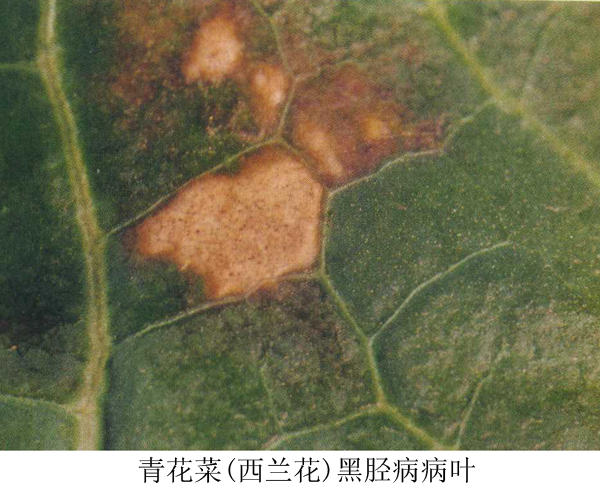 青花菜,紫甘蓝黑胫病