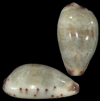  p>小眼宝螺(学名:purpuradusta gracilis gracilis)是腹足纲宝螺科的