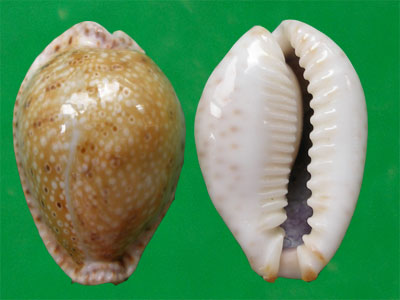  p>眼斑宝螺(学名:erosaria ocellata ocellata )是腹足纲宝螺科的 a