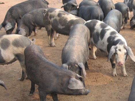 被毛为黑白花,其中黑花系以黑花为主,但有少量零散分布的小块白