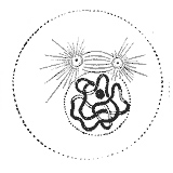  p>有丝分裂(mitosis)又称为间接分裂,是指一种 a target="_blank"