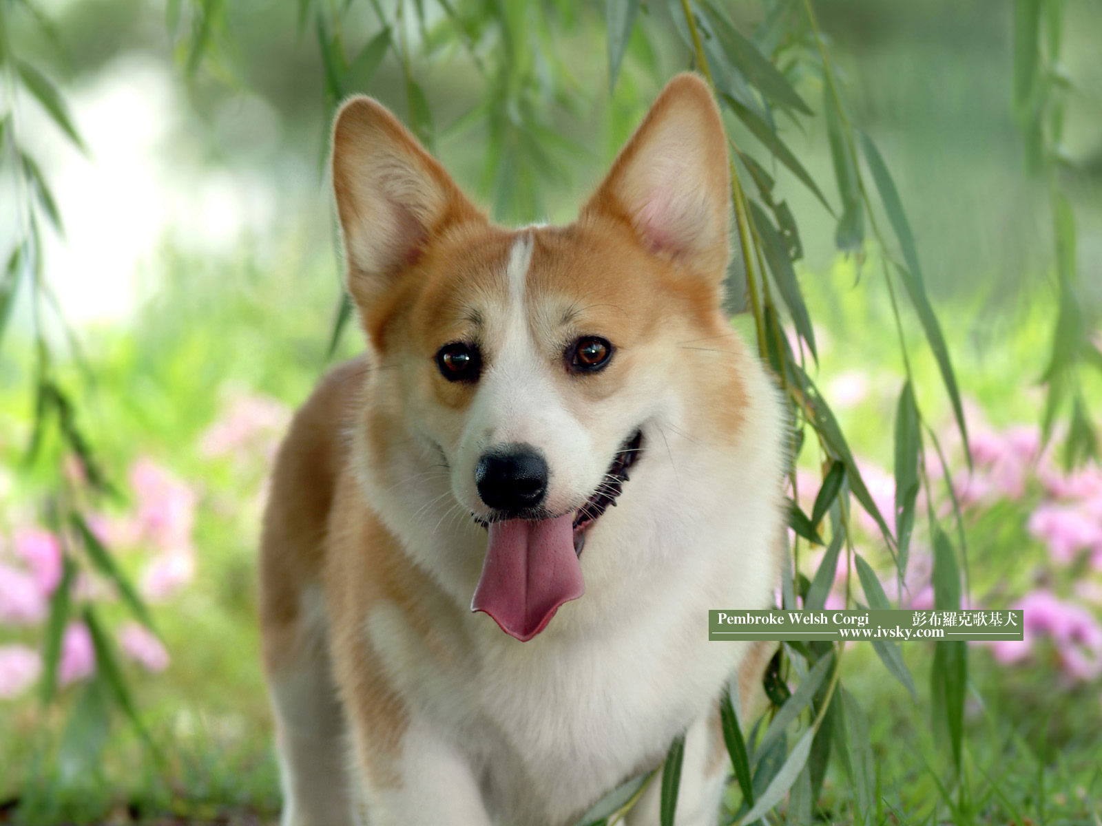 pembroke welsh corgi