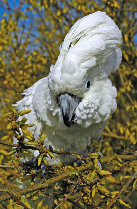  p>白凤头鹦鹉(学名: i>cacatua alba /i>)是鹦形目凤头鹦鹉科的 a