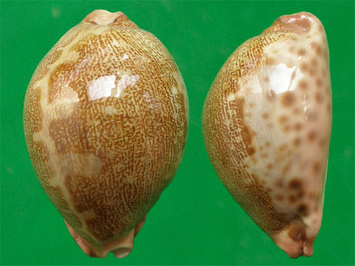  p>地理宝螺(学名:leporicypraea geographica geographica)是腹足纲