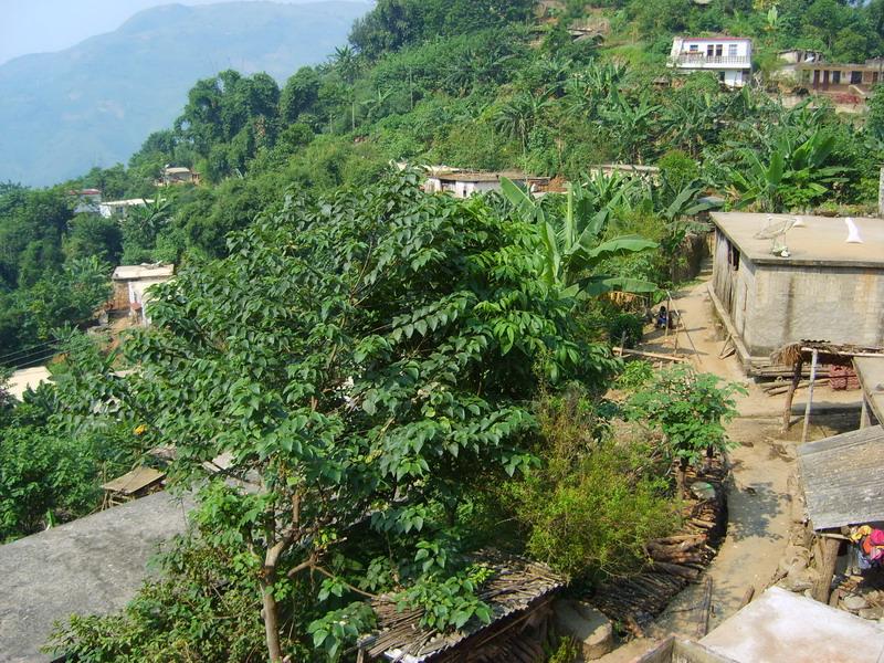  p>多依寨村隶属于云南省红河州金平苗族瑶族傣族自治县老勐乡老勐
