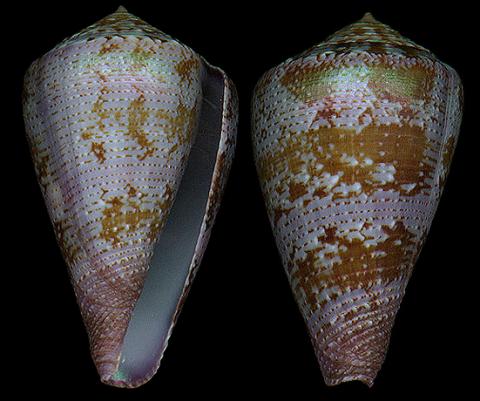  p>紫金芋螺是 a>新腹足目 /a> a>芋螺科 /a>的一种生物.