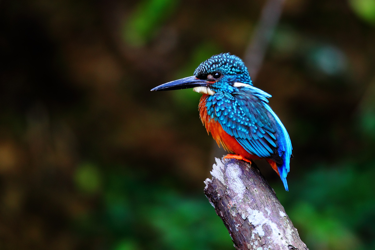  p>斑头大翠鸟(学名: i>alcedo hercules /i>)是 a href="#">佛法僧目