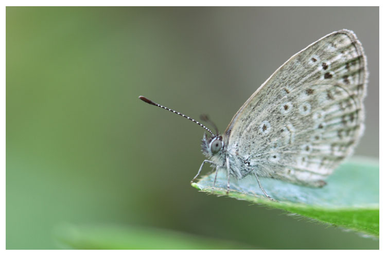  p>灰蝶科是蝴蝶 a target="_blank" href="/item/凤蝶/4479513" data