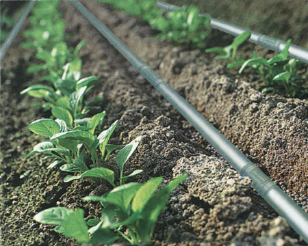  p>滴灌(drip irrigation)是利用 a href="#" data-lemmaid="5683728"