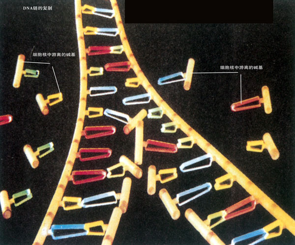 semiconservative replication