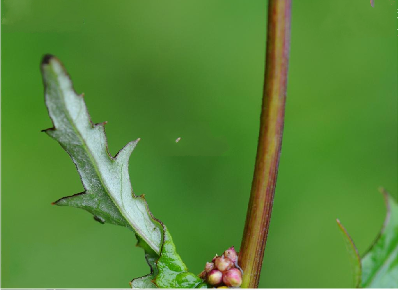 多年生草本,根状茎粗壮.茎单,直立.