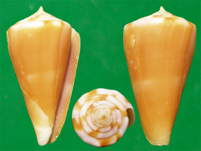  p>属热带地区的贝类,喜欢生活在温暖的水域中,栖息于50米以下深的沙