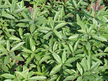  p>闽楠(拉丁学名: i>phoebe bournei /i> (hemsl.