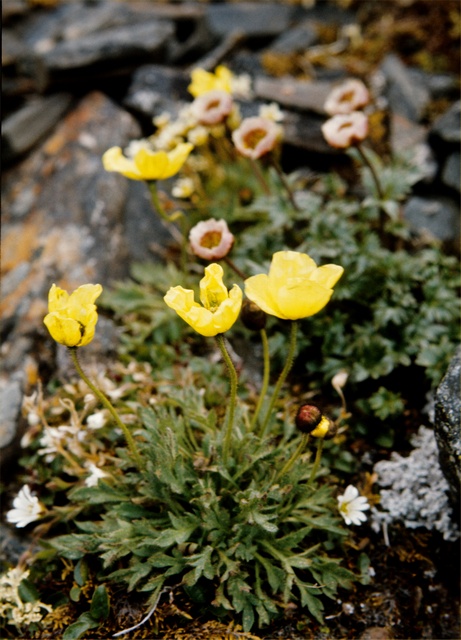  p>拉斯塔德北极罂粟,(拉丁学名:papaver radicatum laestadianum)