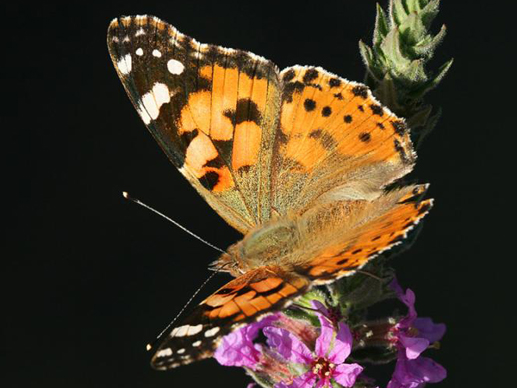  p>小红蛱蝶(学名: i>vanessa cardui /i>)是蛱蝶科红蛱蝶属的一种