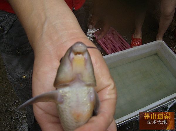 corydoras