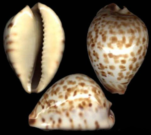  p>金字塔宝螺(学名:zoila eludens eludens)是腹足纲宝螺科的 a href