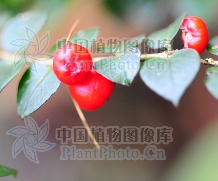  p>云南假虎刺,假虎刺属. /p>