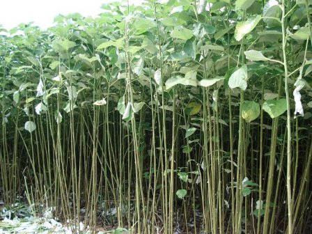 苎麻（荨麻科苎麻属植物）_百度百科