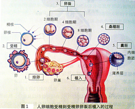 胚胎发育_百度百科
