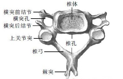 颈椎骨质增生