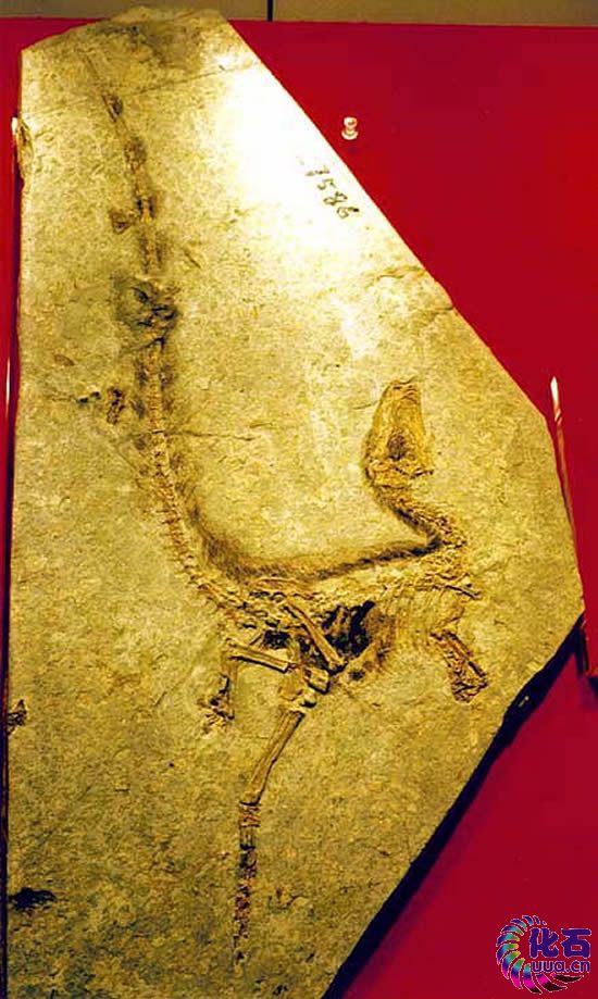  a href="#" data-lemmaid="5110810">热河生物群 /a>中发现它的化石