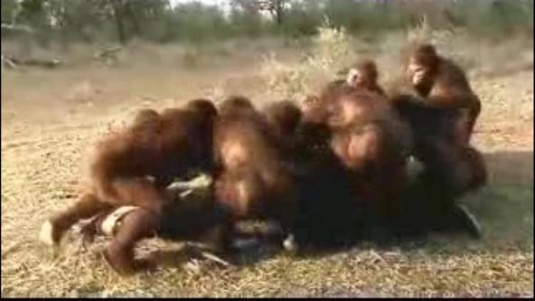 与远古人同行walkingwithcavemen(2003)