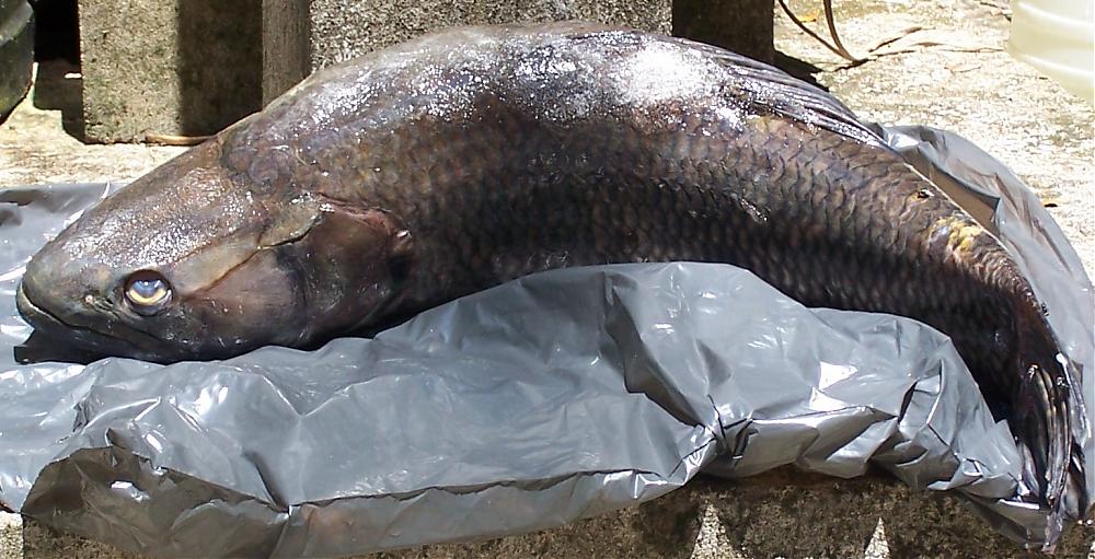  p>anjumara,南美狼鱼,一般产于苏里南.