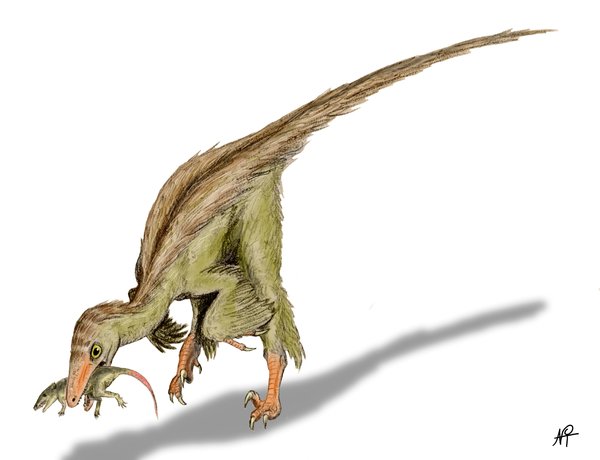  p>伤齿龙生存于晚 a href="#" data-lemmaid="383549">白垩纪 /a>,约