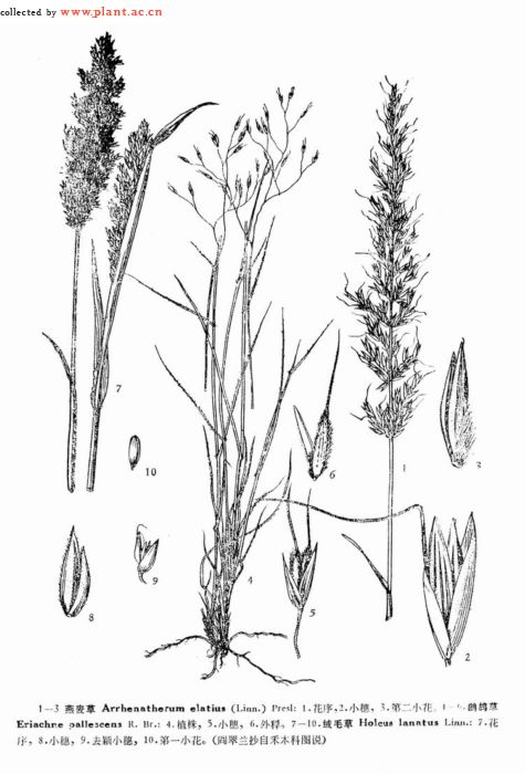 p>鹧鸪草属(eriachne r. br.