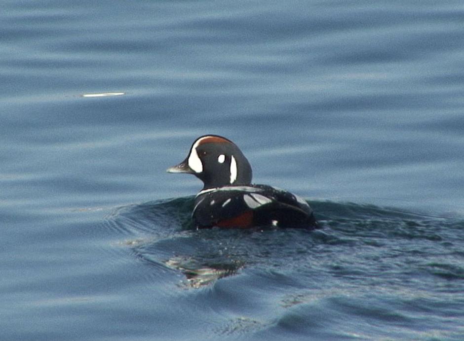 histrionicus histrionicus