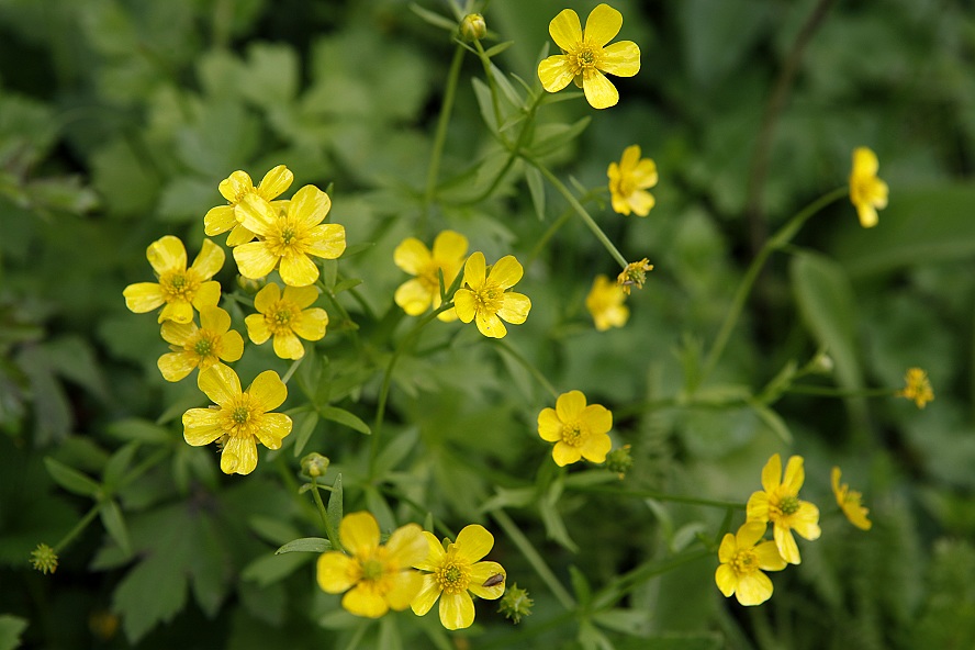  p>高原毛茛(学名:ranunculaceae)是毛茛科毛茛属植物.多年生草本.